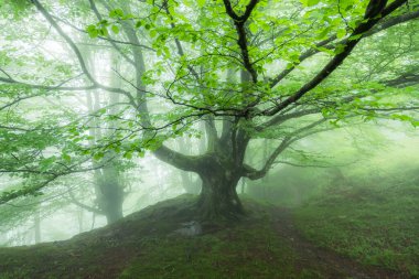 Sisli ormanda güzel bir bahar manzarası
