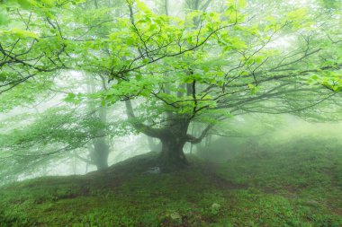 Sisli ormanda güzel bir bahar manzarası