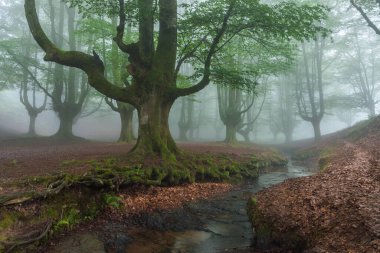Sisli ormanda güzel bir bahar manzarası