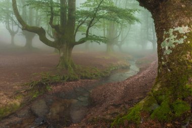 Sisli ormanda güzel bir bahar manzarası