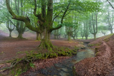 Sisli ormanda güzel bir bahar manzarası