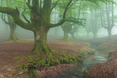 Sisli ormanda güzel bir bahar manzarası
