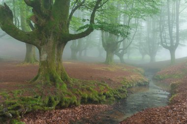 Sisli ormanda güzel bir bahar manzarası