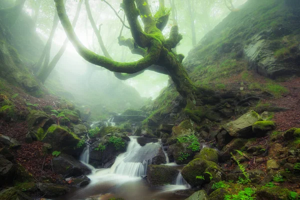 Gyönyörű Tavaszi Jelenet Ködös Erdőben — Stock Fotó