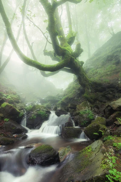 Gyönyörű Tavaszi Jelenet Ködös Erdőben — Stock Fotó