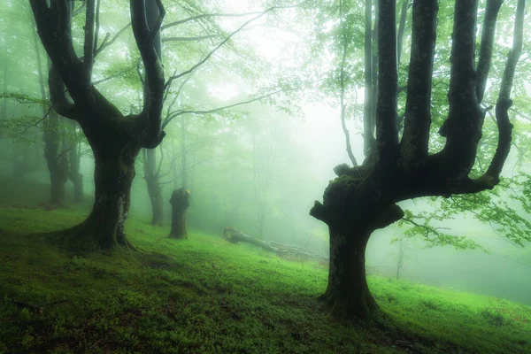 Sisli ormanda güzel bir bahar manzarası