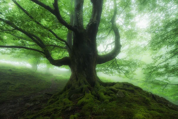 霧の森の美しい春の風景 — ストック写真
