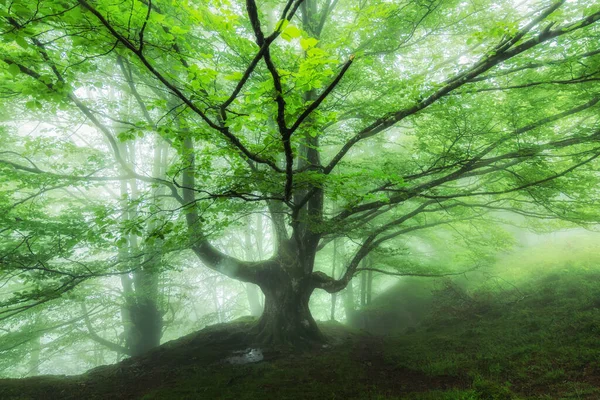 Vacker Vårscen Vid Dimmig Skog — Stockfoto