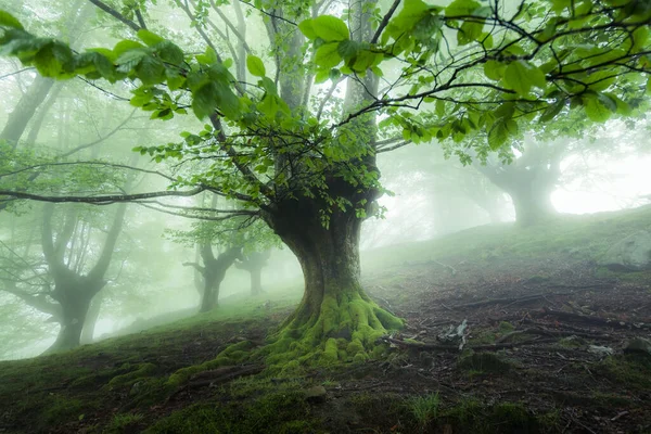 Sisli ormanda güzel bir bahar manzarası