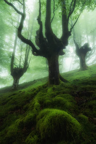 Красивая Весенняя Сцена Туманном Лесу — стоковое фото
