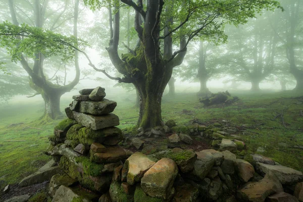 Όμορφη Ανοιξιάτικη Σκηνή Στο Ομιχλώδες Δάσος — Φωτογραφία Αρχείου
