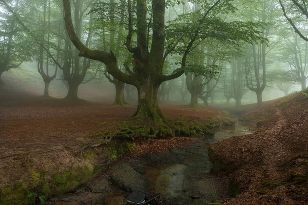 Belle Scène Printemps Forêt Brumeuse — Photo