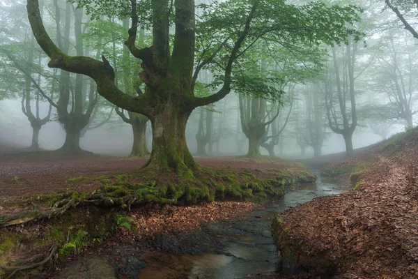 霧の森の美しい春の風景 — ストック写真