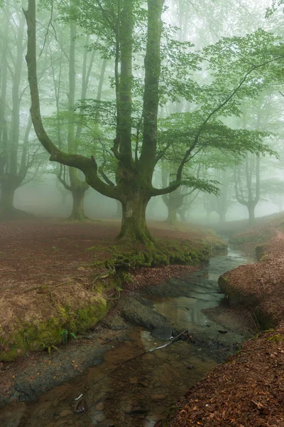 Belle Scène Printemps Forêt Brumeuse — Photo