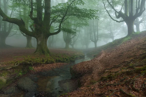 Belle Scène Printemps Forêt Brumeuse — Photo