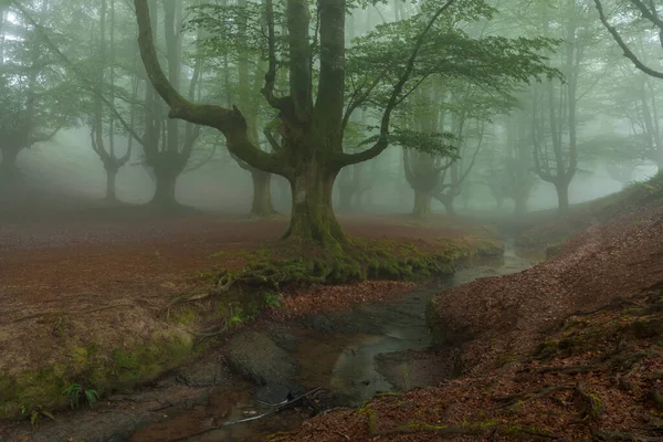 霧の森の美しい春の風景 — ストック写真