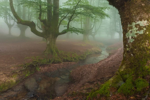 Sisli ormanda güzel bir bahar manzarası