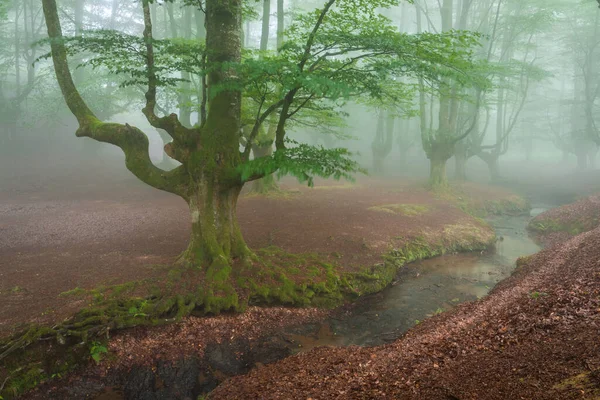 Sisli ormanda güzel bir bahar manzarası