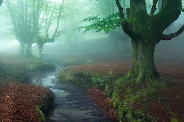 Sisli ormanda güzel bir bahar manzarası