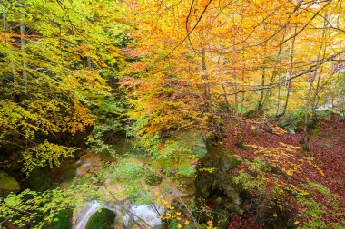 Ürederra kaynaklı renkli sonbahar manzarası, İspanya