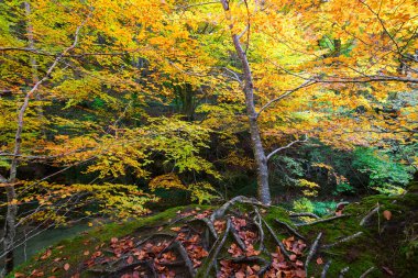 Ürederra kaynaklı renkli sonbahar manzarası, İspanya