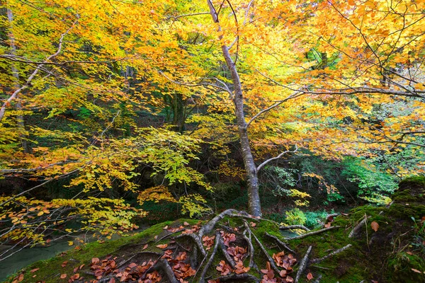 Ürederra kaynaklı renkli sonbahar manzarası, İspanya