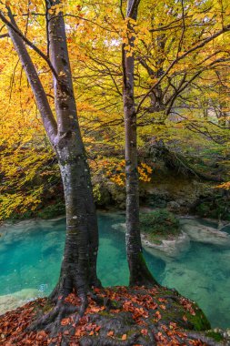 Ürederra kaynaklı renkli sonbahar manzarası, İspanya