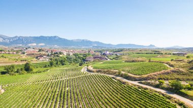 La Rioja üzüm bağlarının havadan görünüşü, İspanya