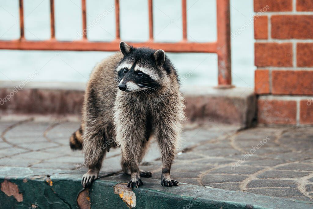 a beautiful racoon looking for food