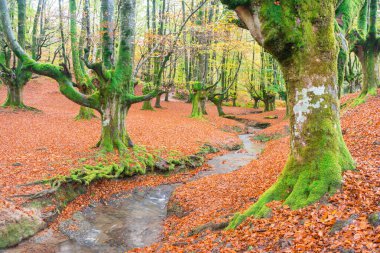 Sonbahar mevsiminde otzarreta 'nın renkli ormanları