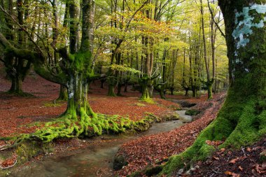 Sonbahar mevsiminde otzarreta 'nın renkli ormanları