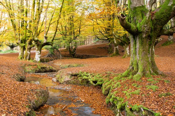 秋のオッツァレタのカラフルな森 — ストック写真