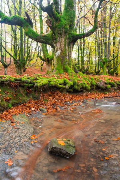 Floresta Colorida Otzarreta Temporada Outono — Fotografia de Stock