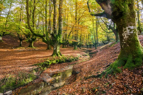 Floresta Colorida Otzarreta Temporada Outono — Fotografia de Stock