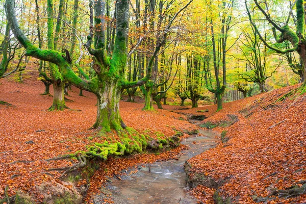 Πολύχρωμο Δάσος Otzarreta Την Εποχή Του Φθινοπώρου — Φωτογραφία Αρχείου