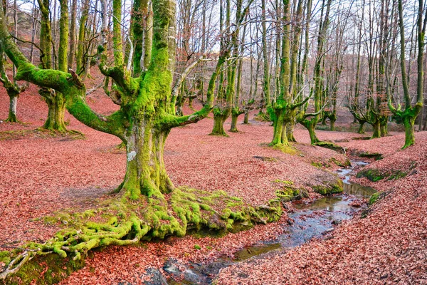 Floresta Colorida Otzarreta Temporada Outono — Fotografia de Stock