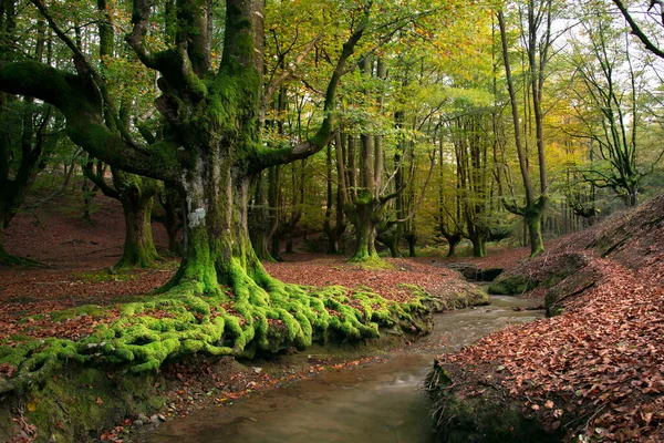 Bosque Colorido Otzarreta Temporada Otoño —  Fotos de Stock