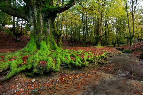 Floresta Colorida Otzarreta Temporada Outono — Fotografia de Stock