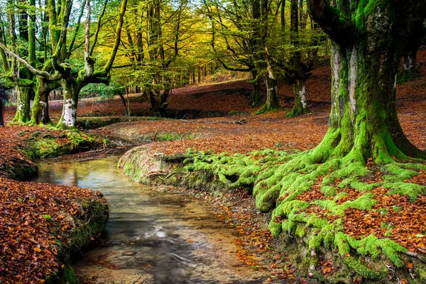 Sonbahar mevsiminde otzarreta 'nın renkli ormanları