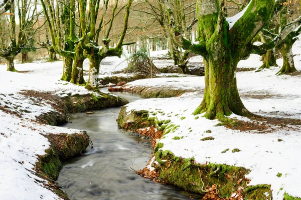 Forêt Colorée Otzarreta Saison Hiver — Photo