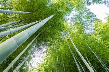 Kyoto, Japonya 'daki Bambu Ormanı
