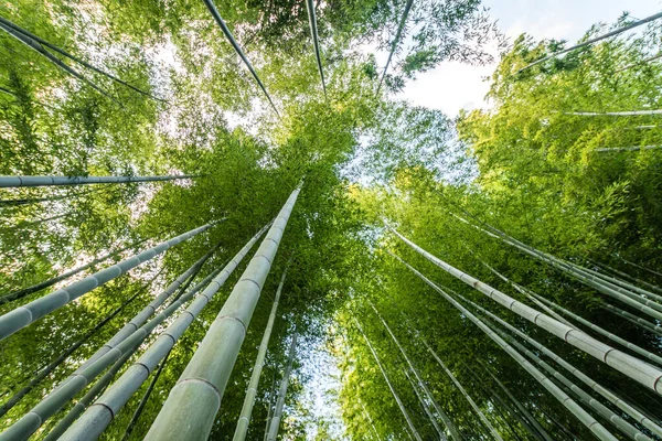 일본의 키토에 대나무 — 스톡 사진