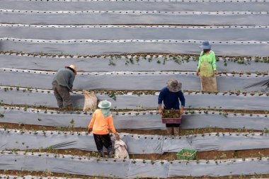 Tayland 'daki bir grup çiftçi çilek çiftliği