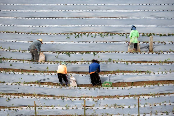 Grupo Agricultores Plantação Morango Tailândia — Fotografia de Stock