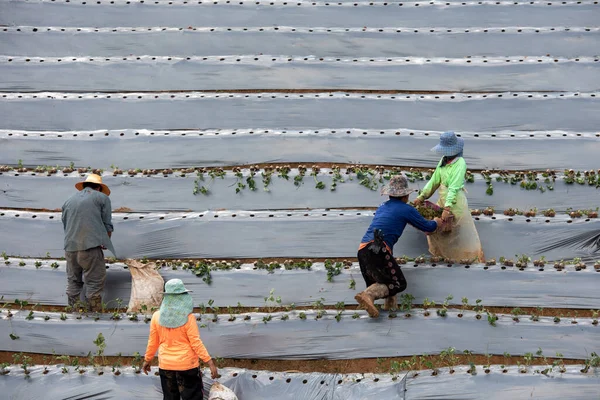 Grupo Agricultores Plantação Morango Tailândia — Fotografia de Stock