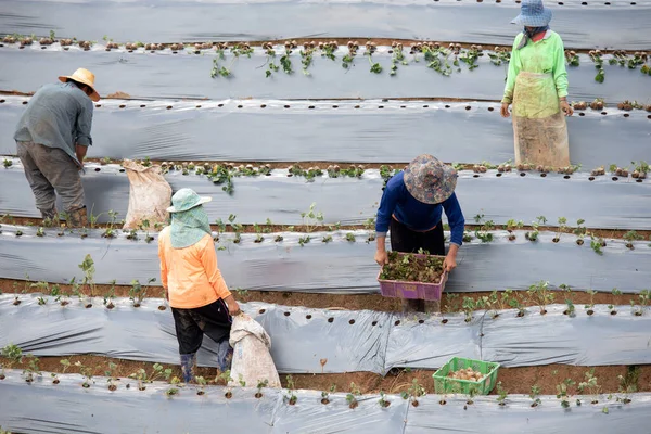 Grupo Agricultores Plantação Morango Tailândia — Fotografia de Stock