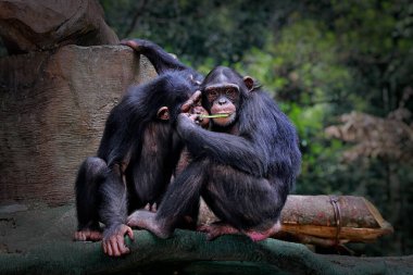 Şempanze ya da şempanze (