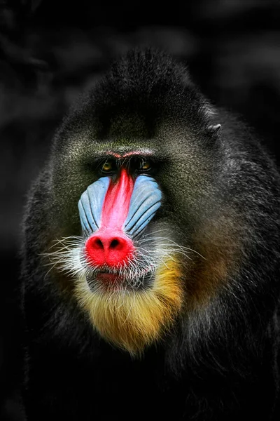 Mandrill Mandrillus Sphinx Primate Old World Monkey Cercopithecidae Family One — Stock Fotó