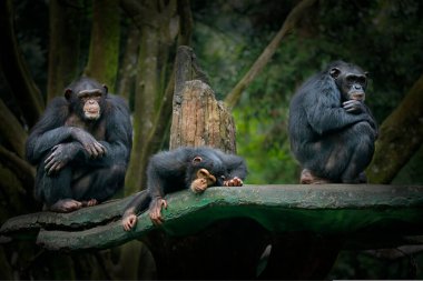 Şempanze ya da şempanze (