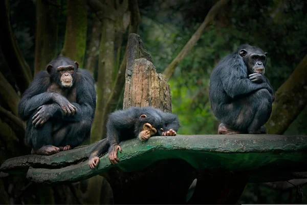 Chimpansee Pan Troglodytes Een Aap Uit Familie Van Chimpansees Chimpansees — Stockfoto